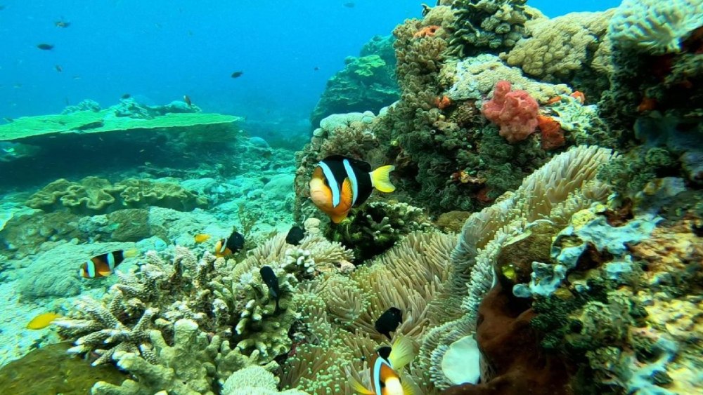 gamat bay